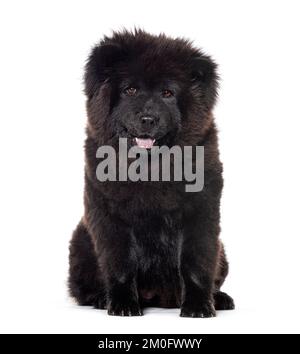 Sechs Monate alter Hund, schwarzer Chow-Chow-Cow-Hund, der vor die Kamera schaut, isoliert auf Weiß Stockfoto