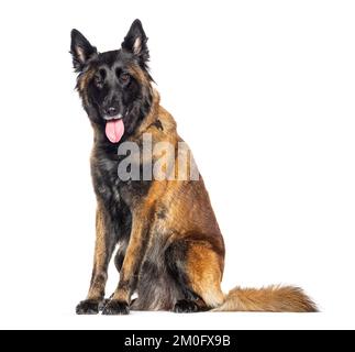 Sitzender Tervuren-Hund mit offenem Mund, isoliert auf weiß Stockfoto