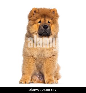 Drei Monate alter Welpe Chow-Chow-Cow-Hund, isoliert auf Weiß Stockfoto