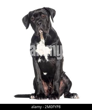 Hündchen, fünf Monate alt, Cane corso, isoliert auf Weiß Stockfoto