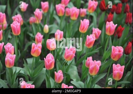 Im April blühen die rosa und gelben Triumph-Tulpen (Tulipa) Tom Pouce in einem Garten Stockfoto