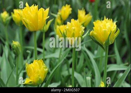 Im April blühen in einem Garten doppelt gelbe Lilienblüten (Tulipa) Gelbe Spinne Stockfoto