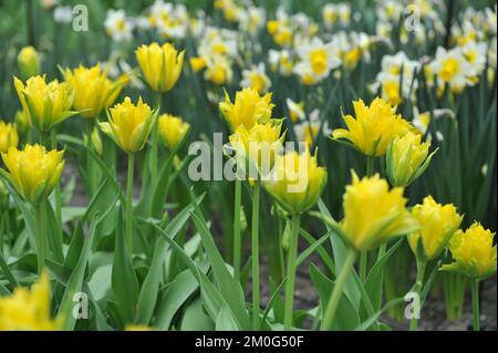 Im April blühen in einem Garten doppelt gelbe Lilienblüten (Tulipa) Gelbe Spinne Stockfoto