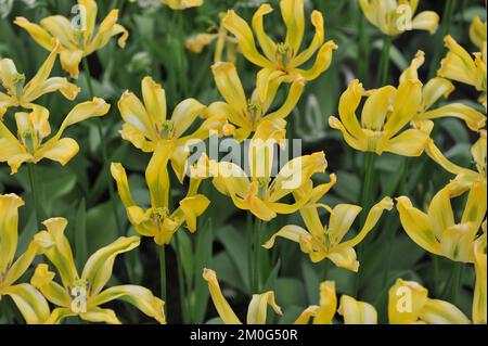 Viridiflora Tulpen (Tulipa) Gelbes Springgrün blüht im April in einem Garten Stockfoto