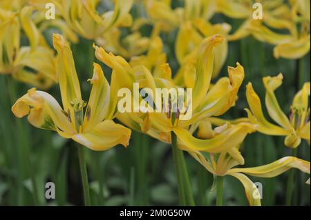 Viridiflora Tulpen (Tulipa) Gelbes Springgrün blüht im April in einem Garten Stockfoto