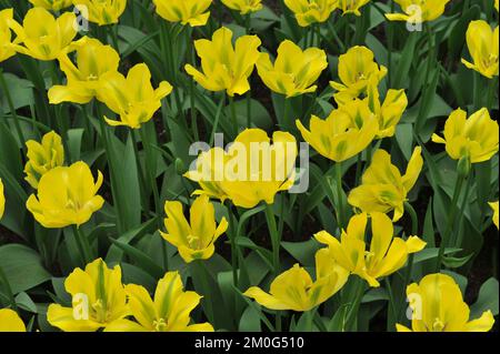 Viridiflora Tulpen (Tulipa) Gelbes Springgrün blüht im April in einem Garten Stockfoto