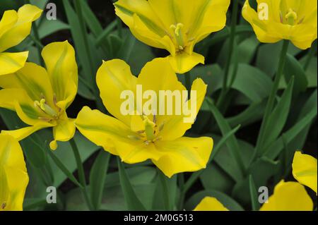 Viridiflora Tulpen (Tulipa) Gelbes Springgrün blüht im April in einem Garten Stockfoto