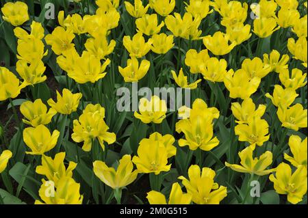 Viridiflora Tulpen (Tulipa) Gelbes Springgrün blüht im April in einem Garten Stockfoto