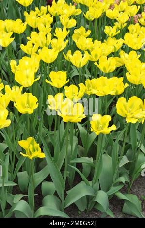 Viridiflora Tulpen (Tulipa) Gelbes Springgrün blüht im April in einem Garten Stockfoto