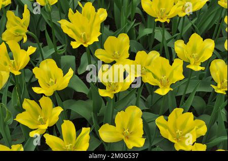 Viridiflora Tulpen (Tulipa) Gelbes Springgrün blüht im April in einem Garten Stockfoto