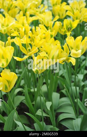 Viridiflora Tulpen (Tulipa) Gelbes Springgrün blüht im April in einem Garten Stockfoto