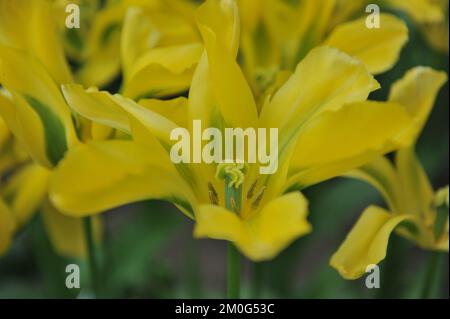 Viridiflora Tulpen (Tulipa) Gelbes Springgrün blüht im April in einem Garten Stockfoto