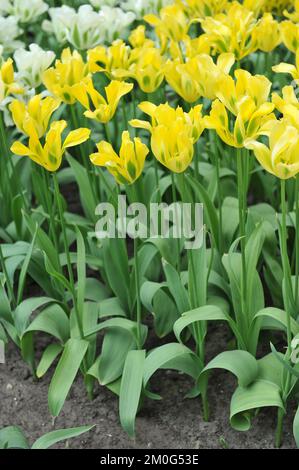 Viridiflora Tulpen (Tulipa) Gelbes Springgrün blüht im April in einem Garten Stockfoto