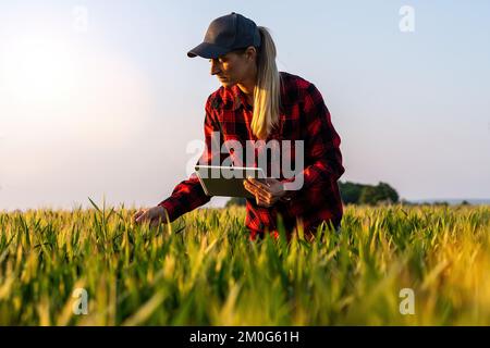 Farmerin untersucht den Getreidebereich und macht Kontrolle mit Tabletten. Konzeptbild „Intelligente Landwirtschaft und digitale Landwirtschaft“ Stockfoto