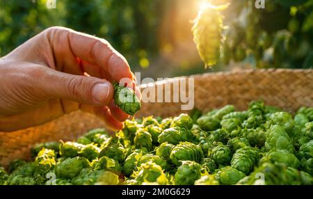 Ein Landwirt, der über einem Korb von diesem Jahr Hopfen hält, erntet auf dem Feld in Bayern Deutschland. Stockfoto