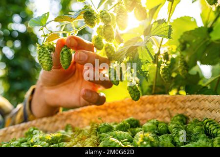 Bauern prüfen die Qualität der diesjährigen Hopfenernte auf dem Feld in Bayern Deutschland. Stockfoto