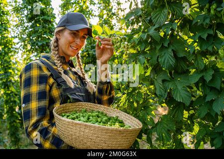 Landwirtinnen, die einen Korb mit Hopfen dieses Jahres halten, ernten auf dem Feld in Bayern Deutschland. Stockfoto