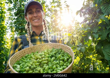 Bauernfrau mit Korb mit Hopfen dieses Jahres erntet Hopfen auf dem Feld in Bayern Deutschland. Stockfoto