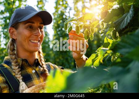 Bauernfrau, die die Qualität der diesjährigen Hopfenernte auf dem Feld prüft Stockfoto