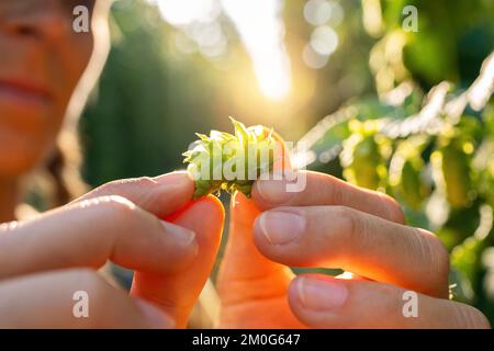 Landwirtinnen, die die Qualität der reifen Hopfenernte bei Berührung mit den Orangenbänken in Bayern prüfen. Stockfoto