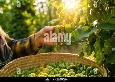 Bauern ernten Hopfen von Hand auf dem Feld in Bayern Deutschland. Stockfoto