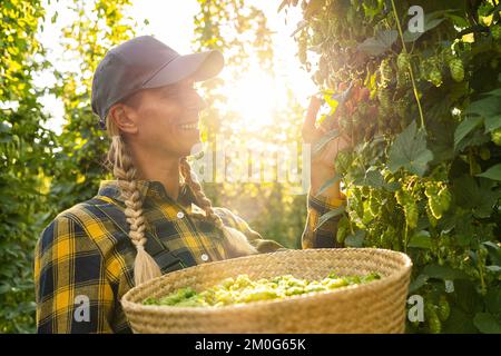 Bauernfrau, die die Qualität der diesjährigen Hopfenernte auf dem Feld in Bayern Deutschland prüft. Stockfoto