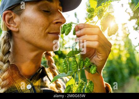 Bäuerin testet die Qualität der Hopfenernte riechend Und die Dolden berühren Stockfoto