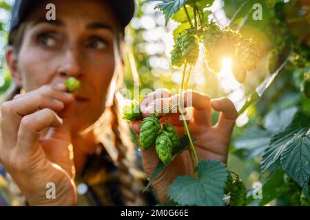 Landwirtinnen, die die Qualität der Hopfenernte prüfen und die Orangen in Bayern anfassen. Stockfoto