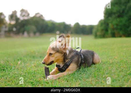 Bunter Schäferhund hält Pflanzen zwischen den Pfoten, flauschige Ohren hoch. Tierfell schwarz, braun und weiß. Mittelgroßes Haustier auf dem Rasen im Freien. Stockfoto