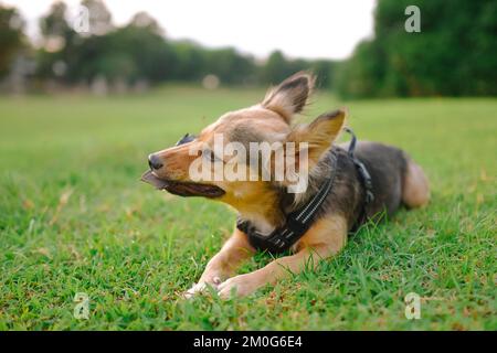 Bunter Schäferhund kaut draußen auf Pflanzen, flauschige Ohren nach oben. Tierfell schwarz, braun und weiß. Mittelgroßes Haustier ruht auf dem Gras, in einem Park. Stockfoto