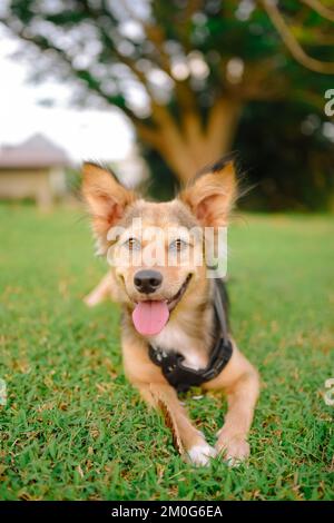 Fröhlicher, gesunder bunter Deutscher Schäferhund mischt sich auf dem Gras. Tierfell schwarz, braun und weiß. Mittelgroßes Haustier im Park mit Geschirr, das in die Kamera schaut. Stockfoto