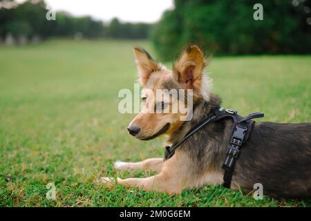 Gesunder, mittelgroßer Schäferhund mischt sich auf dem Gras in einem Park, flauschige Ohren hoch. Seitenansicht des mehrfarbigen Tierkörpers mit Tragegurt. Speicherplatz kopieren. Stockfoto