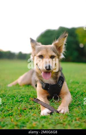 Fröhliche, gesunde, mittelgroße Schäferhund Mischung auf dem Gras, Pflanzen zwischen den Pfoten. Ein bunter, mehrfarbiger Hund mit Gurtzeug sieht in die Kamera. Vertikaler Hintergrund. Stockfoto