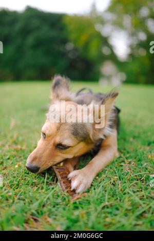 Ein mehrfarbiger Mischhund hält die Flamboyant Pflanze zwischen den Pfoten und kaut darauf, flauschige Ohren nach oben. Mittelgroßes Haustier auf dem Gras. Deutsche Schäfermischung. Stockfoto