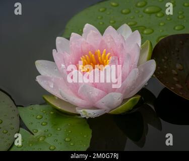 Nahaufnahme der zarten, hellrosa Seerossenblüte, isoliert im Teich nach dem Regen Stockfoto