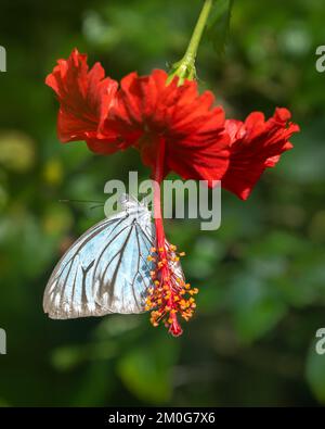 Blick aus der Nähe auf die blaue Pareronia valeria, auch bekannt als gemeiner Wanderer oder malayanischer Wanderer-Schmetterling der familie pieridae auf einer roten Hibiskusblume im Freien Stockfoto