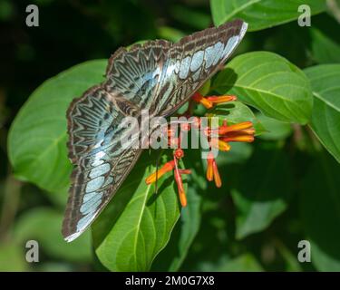 Nahaufnahme von blauen und braunen Parhenos sylvia Klipper Schmetterling, der draußen auf Hamelia patens Feuerbusch Orangenblüten füttert Stockfoto