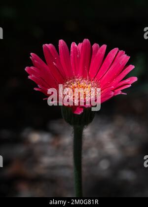 Nahaufnahme der farbenfrohen rosa Gerbera, auch bekannt als afrikanische Gänseblümchen, die im Freien in hellem Sonnenlicht auf schwarzem, natürlichem Hintergrund blühen Stockfoto