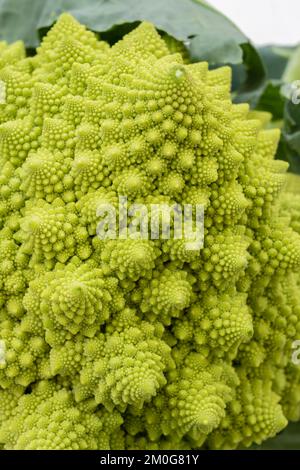 Vertikale Nahaufnahme von romanesco broccoli, auch bekannt als römischer Blumenkohl oder broccolo romanesco, isoliert auf hellem weißem Hintergrund Stockfoto