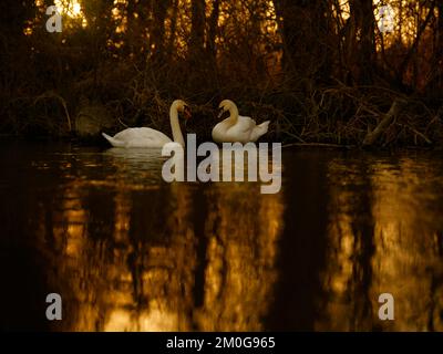 Ein paarendes Paar stumme Schwäne hält inne, um sich gegenseitig anzusehen, während sie ein Nest am Ufer des Flusses Yare in Norfolk, Großbritannien, in diesem romantischen Bild bauen Stockfoto