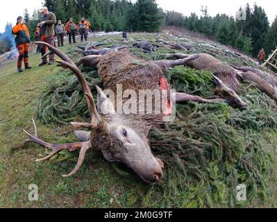 Elend, Deutschland. 23.. November 2022. Nach einer Durchsuchungsjagd im Oberharz liegen auf einer Wiese in Elend erschießene Hirsche, Wildschweine und Damhirsche auf dem Pfad. Die erschossenen Tiere werden nach altem Brauch auf Distanz gesetzt. Die Jagdmonate November und Dezember sind die wichtigsten Erntemonate des Jägers. Drifts- und Bolzenjagden finden heute an vielen Orten statt. Im Oberharz werden hauptsächlich Rotwild gejagt, aber auch Wildschweine werden zunehmend gejagt. Mit der Stöberjagd werden hauptsächlich ausgebildete Stöberhunde und auch Fahrer eingesetzt. Weitere Jagden sind im oberen Harz geplant. Kredit: Matthias Bein/dpa/Alamy Live News Stockfoto