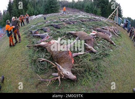 Elend, Deutschland. 23.. November 2022. Nach einer Durchsuchungsjagd im Oberharz liegen auf einer Wiese in Elend erschießene Hirsche, Wildschweine und Damhirsche auf dem Pfad. Die erschossenen Tiere werden nach altem Brauch auf Distanz gesetzt. Die Jagdmonate November und Dezember sind die wichtigsten Erntemonate des Jägers. Drifts- und Bolzenjagden finden heute an vielen Orten statt. Im Oberharz werden hauptsächlich Rotwild gejagt, aber auch Wildschweine werden zunehmend gejagt. Mit der Stöberjagd werden hauptsächlich ausgebildete Stöberhunde und auch Fahrer eingesetzt. Weitere Jagden sind im oberen Harz geplant. Kredit: Matthias Bein/dpa/Alamy Live News Stockfoto