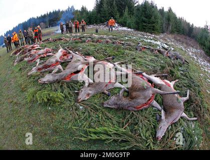 Elend, Deutschland. 23.. November 2022. Nach einer Durchsuchungsjagd im Oberharz liegen auf einer Wiese in Elend erschießene Hirsche, Wildschweine und Damhirsche auf dem Pfad. Die erschossenen Tiere werden nach altem Brauch auf Distanz gesetzt. Die Jagdmonate November und Dezember sind die wichtigsten Erntemonate des Jägers. Drifts- und Bolzenjagden finden heute an vielen Orten statt. Im Oberharz werden hauptsächlich Rotwild gejagt, aber auch Wildschweine werden zunehmend gejagt. Mit der Stöberjagd werden hauptsächlich ausgebildete Stöberhunde und auch Fahrer eingesetzt. Weitere Jagden sind im oberen Harz geplant. Kredit: Matthias Bein/dpa/Alamy Live News Stockfoto