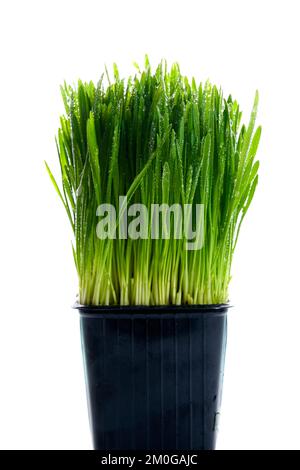 Grünes Gras auf einem isolierten weißen Hintergrund. Hafer in einem schwarzen Topf. Vegetarisches Essen, Sprossen, Gras für Katzen. Hafer, Gerste, Chlorophyll. Vorderansicht. Stockfoto