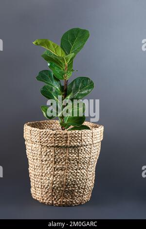 Ficus lyrata in einem Weidentopf auf grauem Hintergrund. Das Konzept eines Innenraums, eines Blumenladens. Fiddle Leaf, Abb. Stockfoto