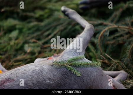 Elend, Deutschland. 23.. November 2022. Nach einer Durchsuchungsjagd im Oberharz liegen auf einer Wiese in Elend erschießene Hirsche, Wildschweine und Damhirsche auf dem Pfad. Die erschossenen Tiere werden nach altem Brauch auf Distanz gesetzt. Die Jagdmonate November und Dezember sind die wichtigsten Erntemonate des Jägers. Drifts- und Bolzenjagden finden heute an vielen Orten statt. Im Oberharz werden hauptsächlich Rotwild gejagt, aber auch Wildschweine werden zunehmend gejagt. Mit der Stöberjagd werden hauptsächlich ausgebildete Stöberhunde und auch Fahrer eingesetzt. Weitere Jagden sind im oberen Harz geplant. Kredit: Matthias Bein/dpa/Alamy Live News Stockfoto