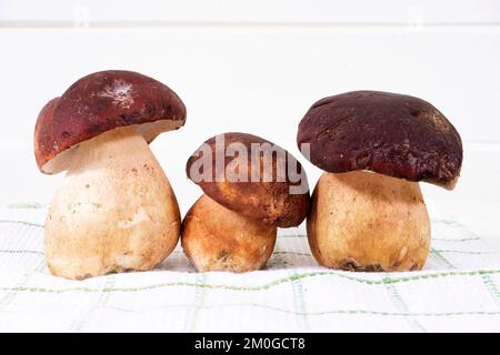 Photographische Dokumentation der Präsentation einer Gruppe frisch gepflückter Schweinefilze Stockfoto