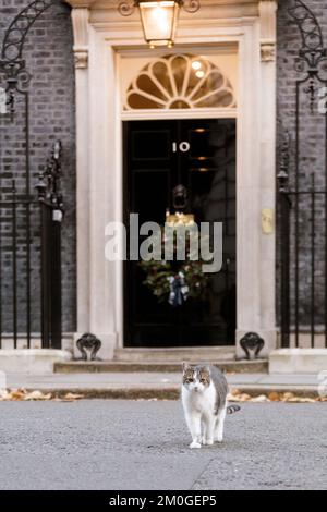 Downing Street, London, Großbritannien. 6.. Dezember 2022 Larry, braune und weiße Tabby-Katze und Chief Mouser zum Kabinettsbüro, vor der Nr. 10 Downing Street, mit der berühmten schwarzen Tür, dekoriert mit einem Weihnachtskranz. Foto: Amanda Rose/Alamy Live News Stockfoto