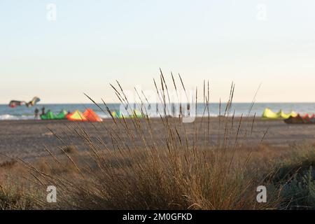Castelldefels, Barcelona, Spanien - 9. Januar 2016: Nahaufnahme einer geschützten Dünen-Pflanze, die im Sand des Strandes neben der Zone t geboren werden Stockfoto