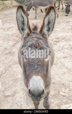 Nahaufnahmen eines Esels, der fasziniert auf die Kamera starrt Stockfoto